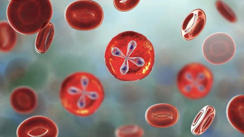 The Premier Herbal Formula for Complete Babesia Recovery
