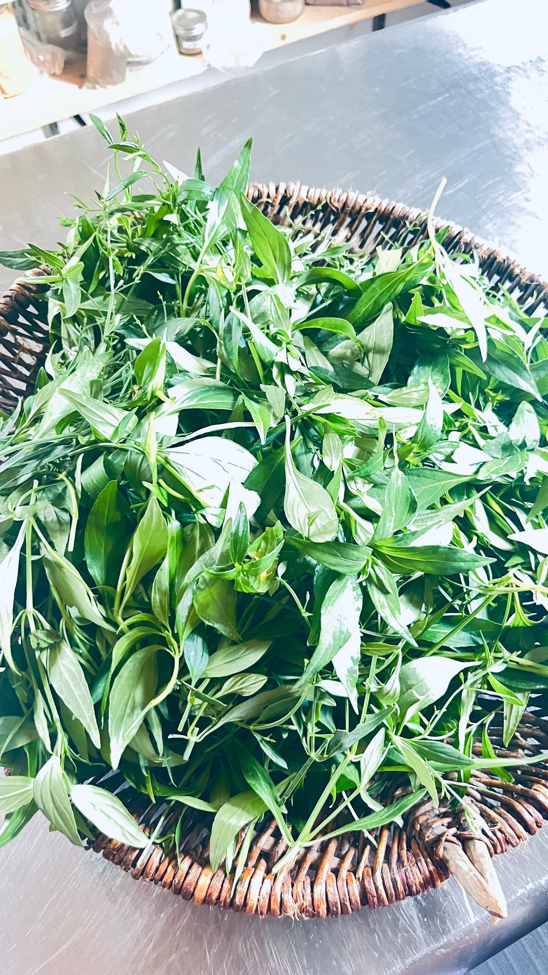 Fresh From Our Garden: Andrographis Tincture