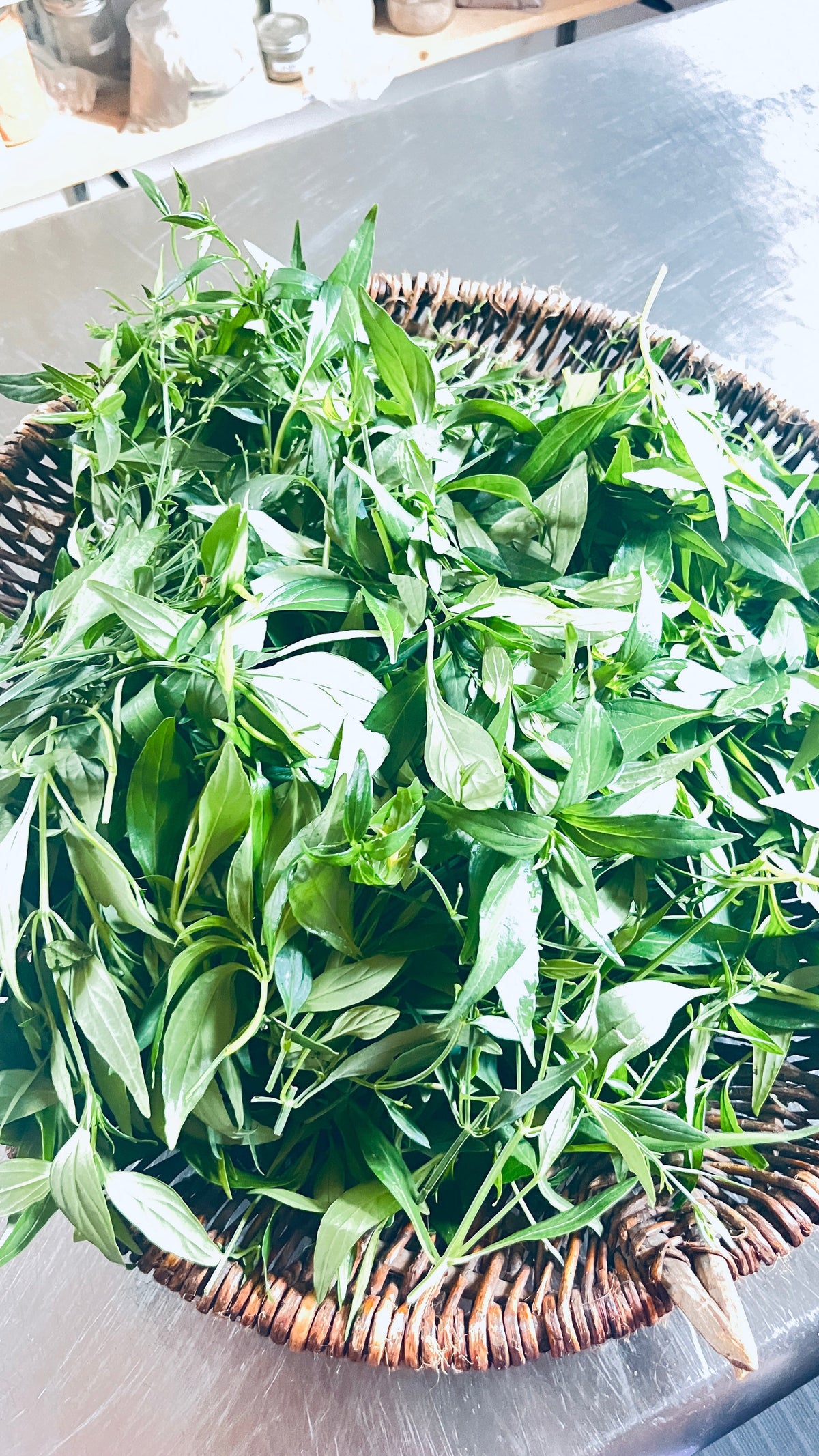 Fresh From Our Garden: Andrographis Tincture