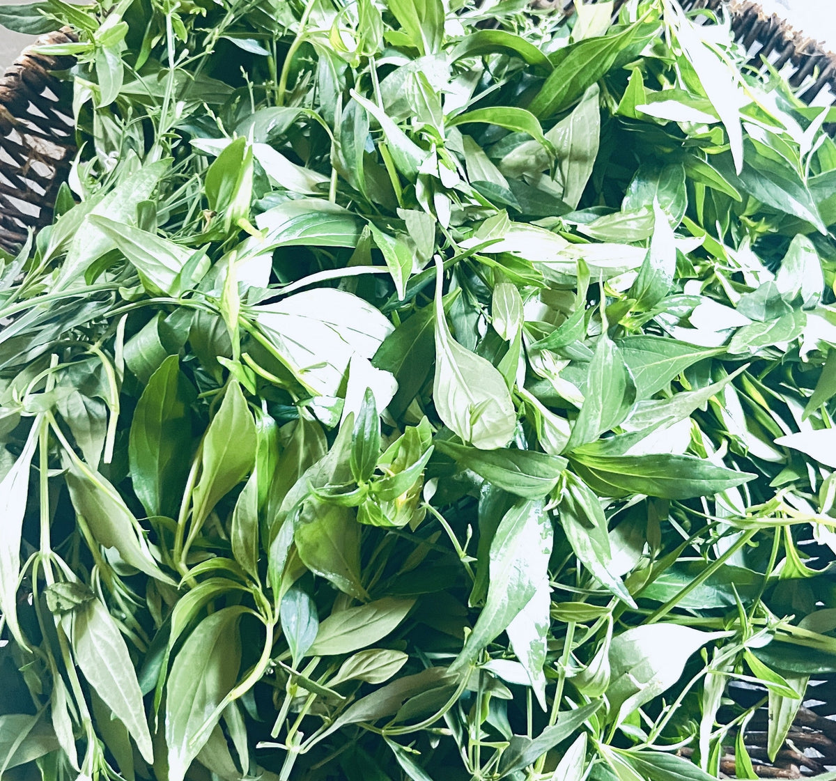 Fresh From Our Garden: Andrographis Tincture