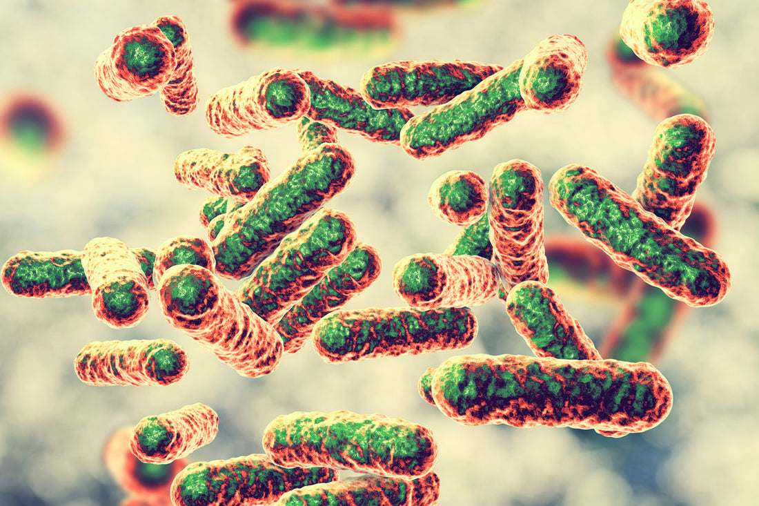 Bartonella Treatment - An Herbal Approach