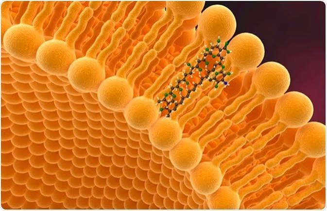 Can Essential Oils Be Taken Internally? The Case for Liposomal Delivery
