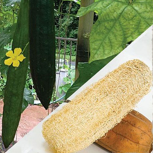 Luffa Gourd Plant
