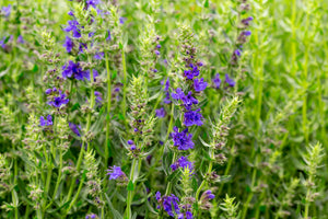 Hyssop Plant