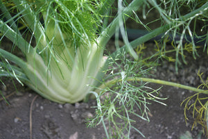 Fennel Plant