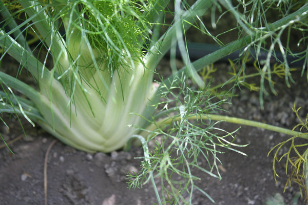 Fennel Plant