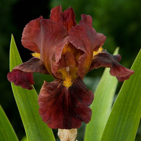 Iris Plant