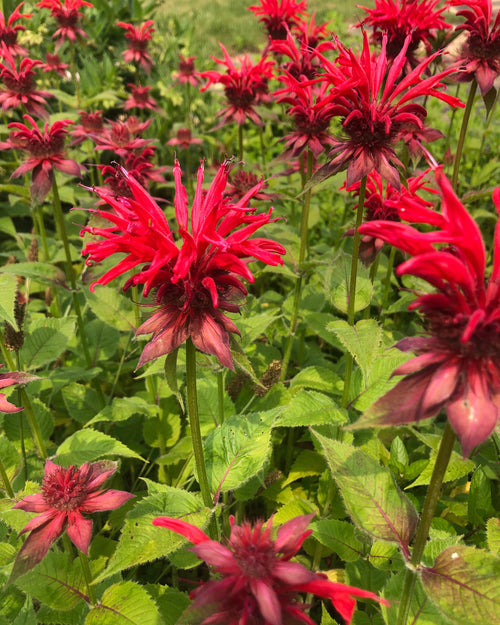 Bee Balm (Monarda didyma) Plant
