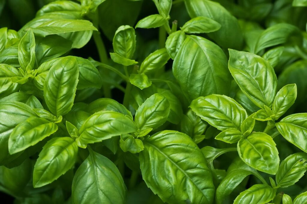 Basil, Ocimum basilicum