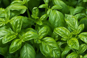 Basil, Ocimum basilicum