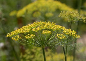 Dill Plant