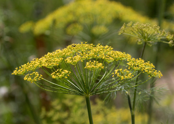 Dill Plant