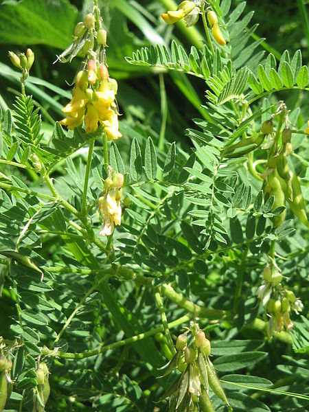 Astragalus (Huang qi) Plant