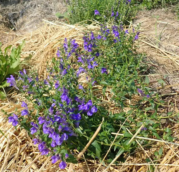 Baikal Skullcap (Scutellaria baicalensis, huang qin) Plant