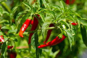 Cayenne Pepper (Capsicum annuum) Live Plant 3-4" pot