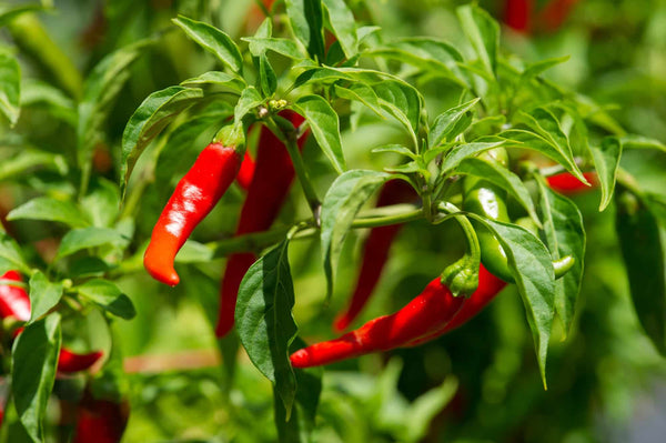 Cayenne Pepper (Capsicum annuum) Live Plant 3-4" pot