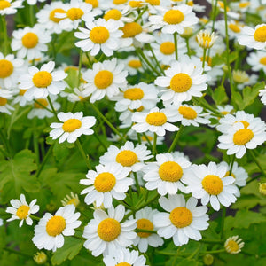 Feverfew (Tanacetum parthenium) Plant