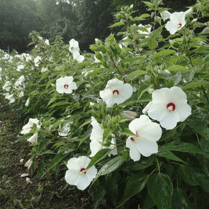 Hibiscus (H. sabdariffa) Plant