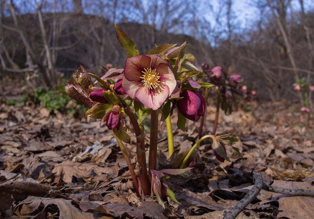 Hellebore Plant