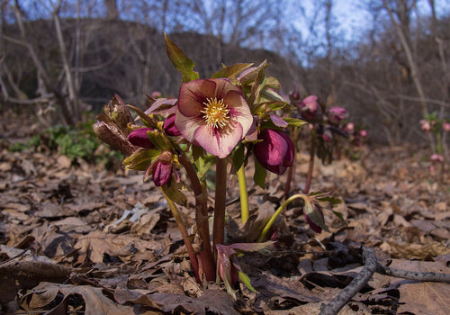 Hellebore Plant