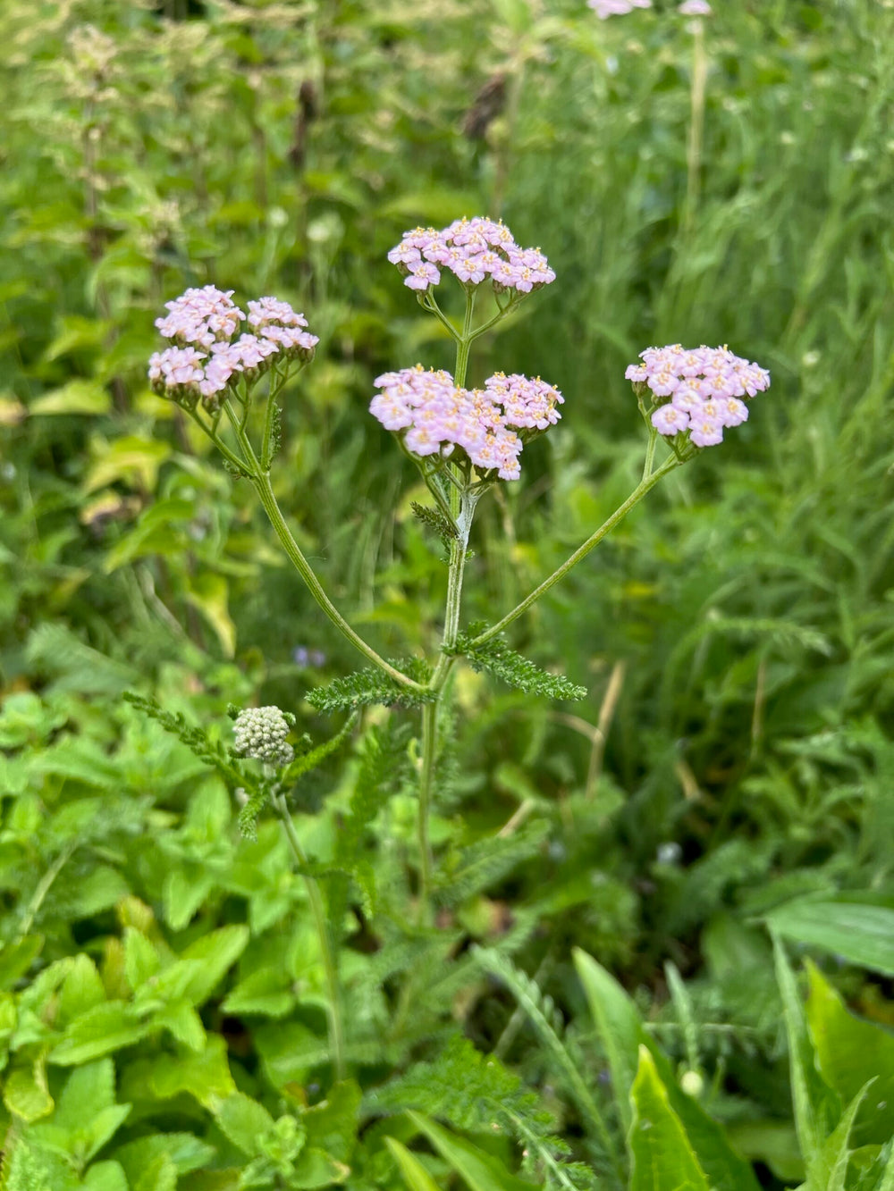 Yarrow (Achillea millefolium) Plant