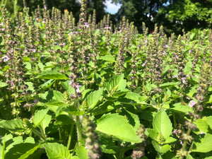 Holy Basil (Temperate Tulsi) Plant