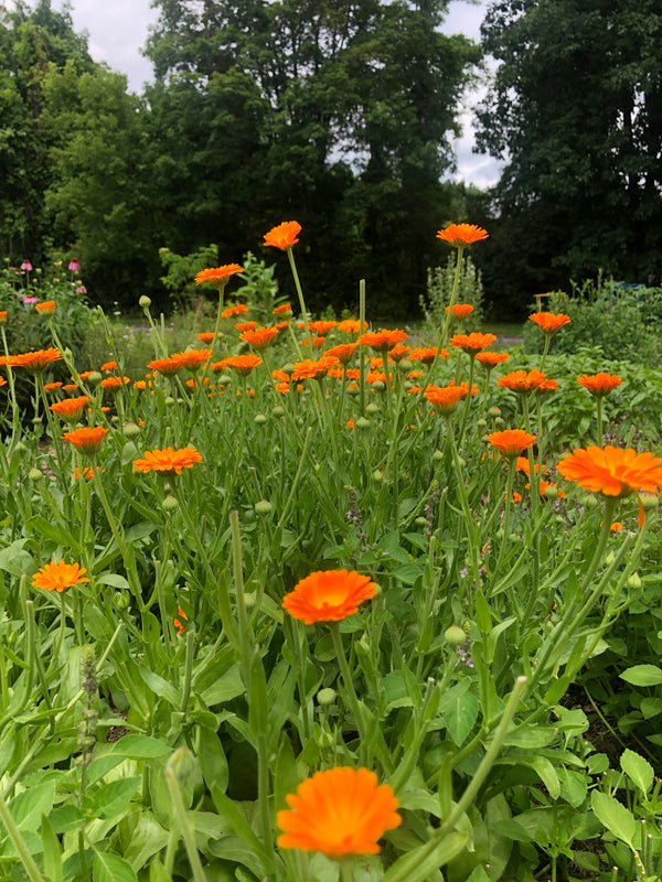 Calendula officinalis in bloom