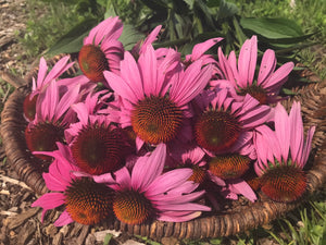 Echinacea (E. purpurea) Plant