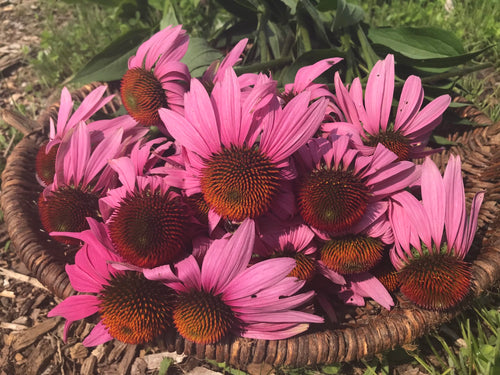 Echinacea (E. purpurea) Plant