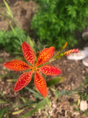 Belamcanda (she gan, blackberry lily)