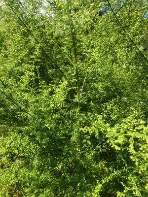Sweet Wormwood (Qing hao, Artemisia annua, sweet annie) Plant