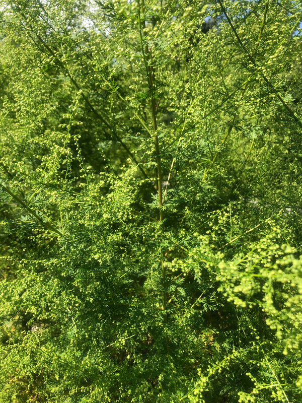 Sweet Wormwood (Qing hao, Artemisia annua, sweet annie) Plant