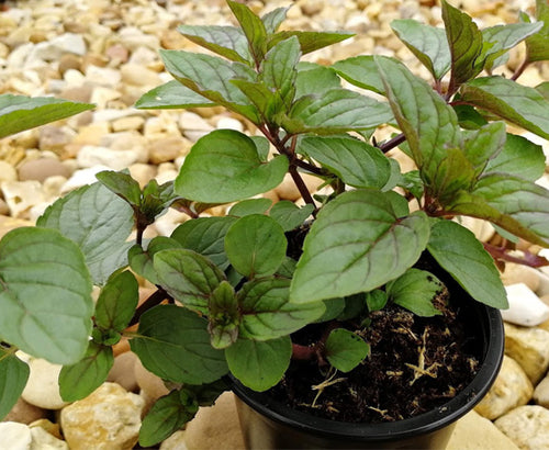 Peppermint Plant