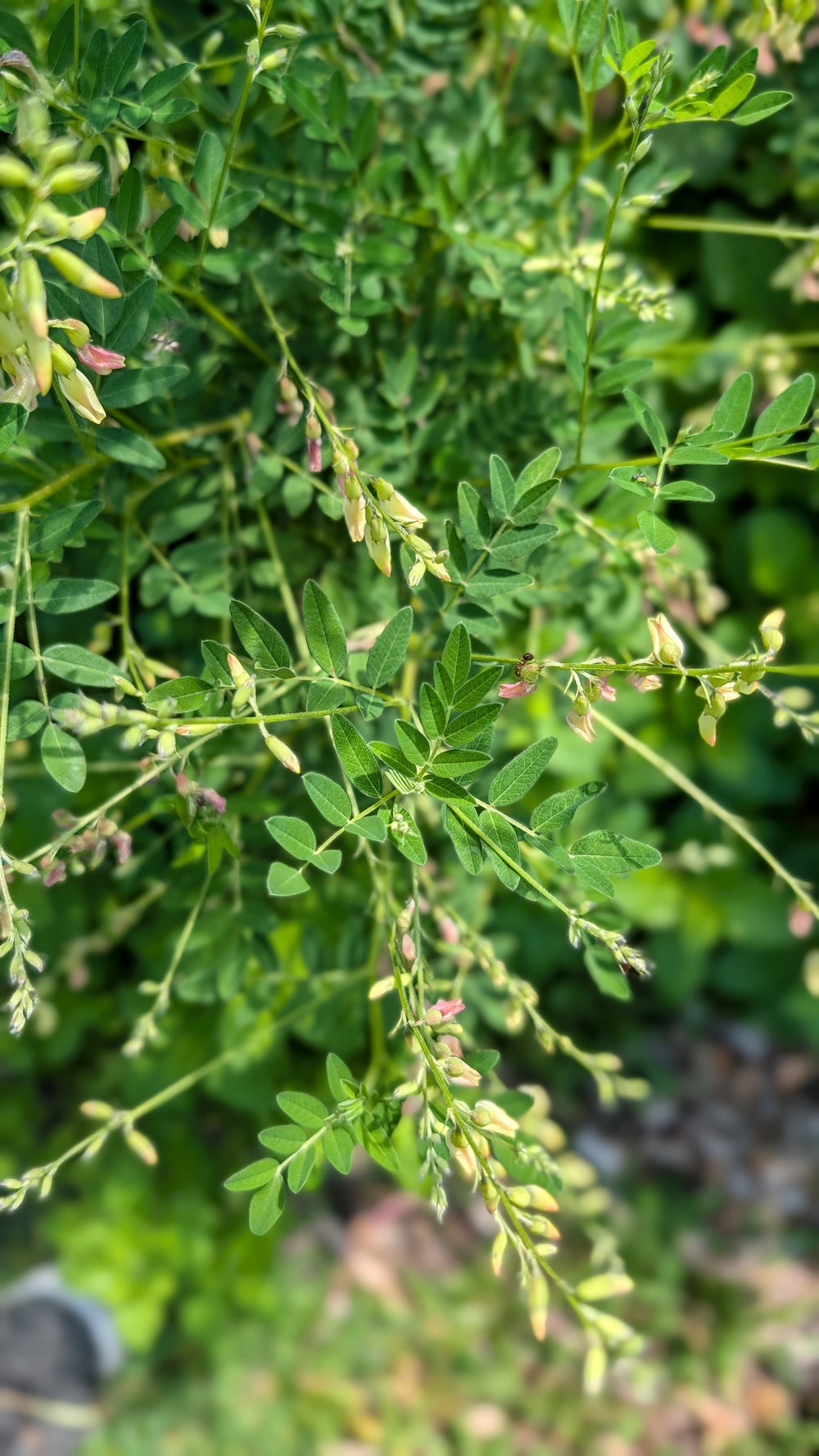 Astragalus