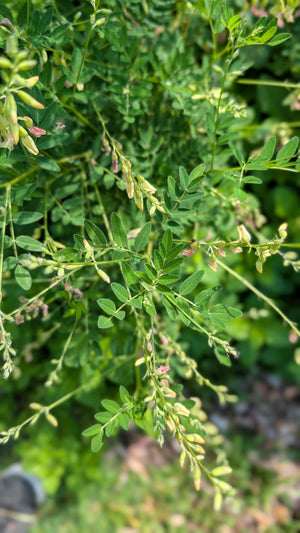 Astragalus