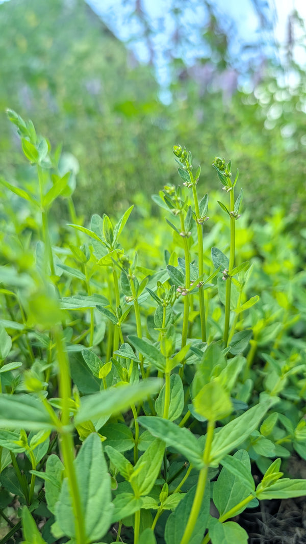 Barbat Skullcap Tincture