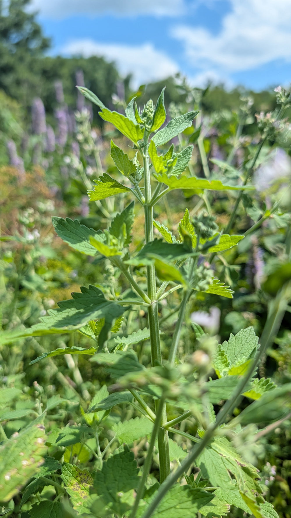 Catnip