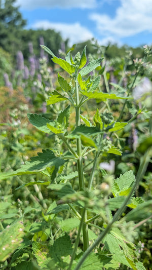 Catnip