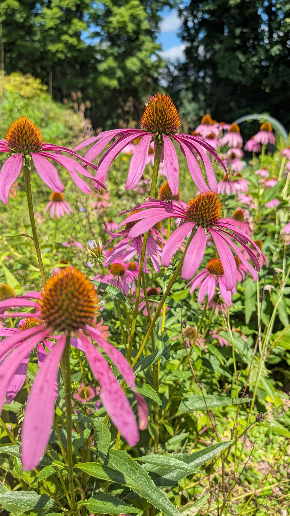 Echinacea