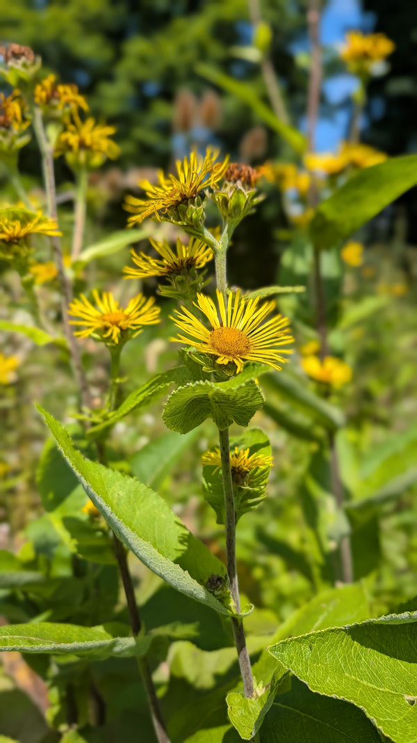 Elecampane