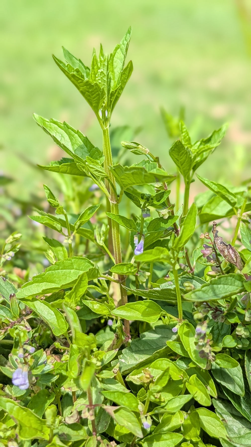 Mad-Dog Skullcap