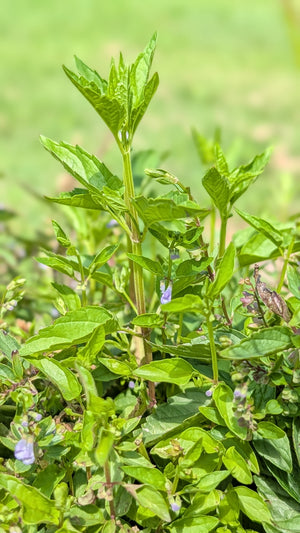 Mad-Dog Skullcap