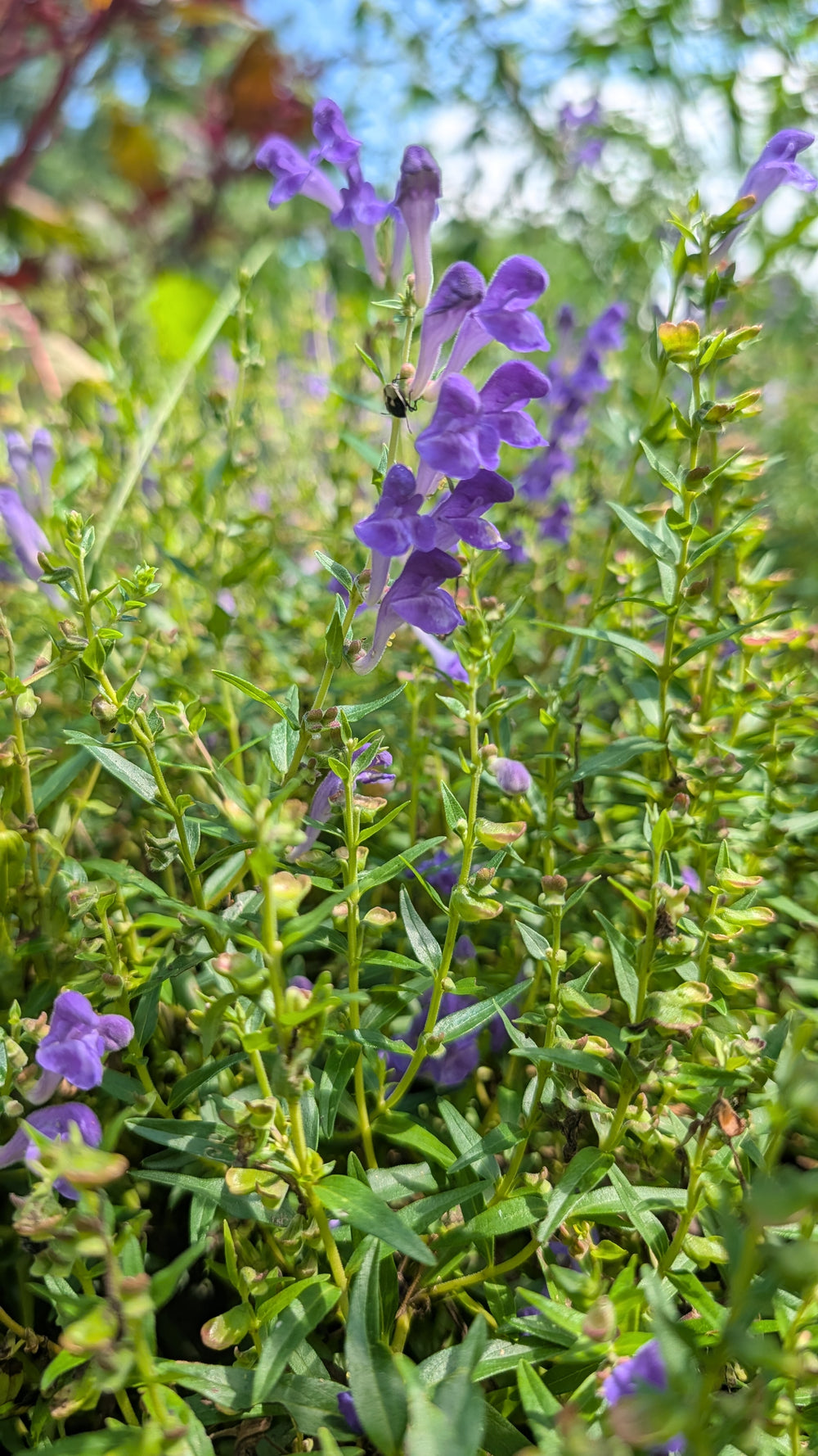 Baikal Skullcap Tincture