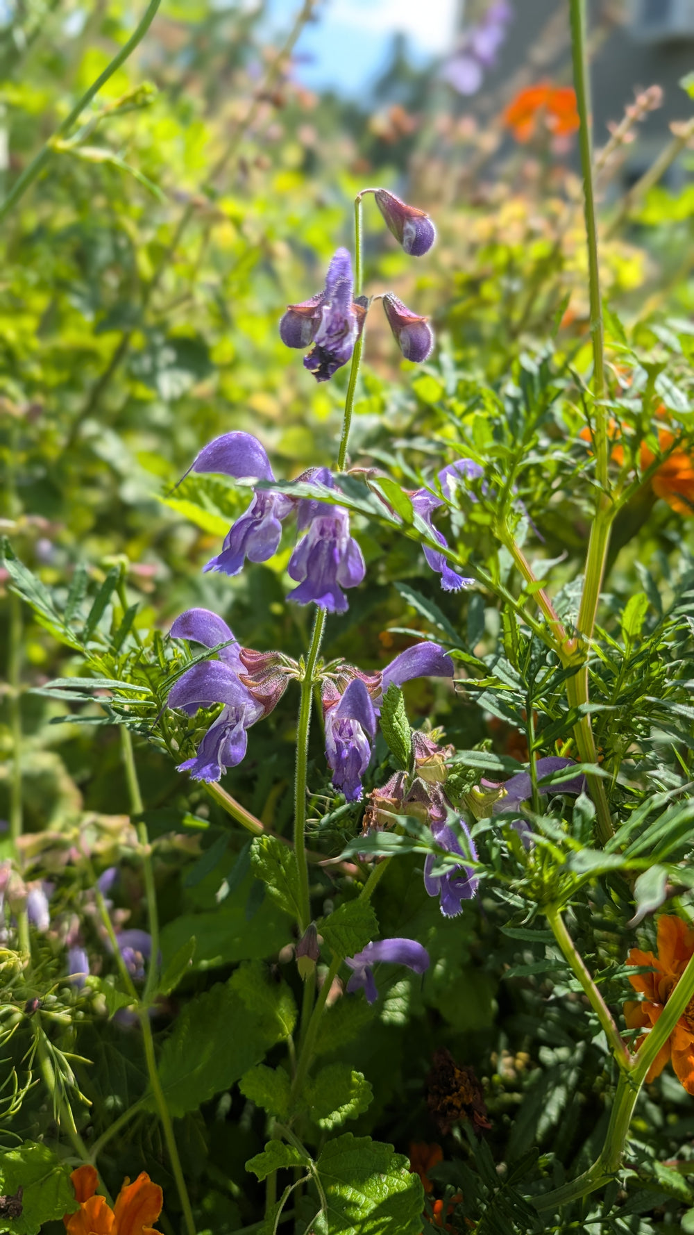 Red Sage Tincture
