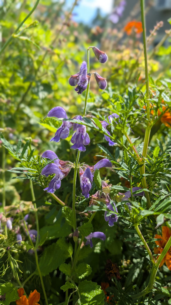 Red Sage Tincture