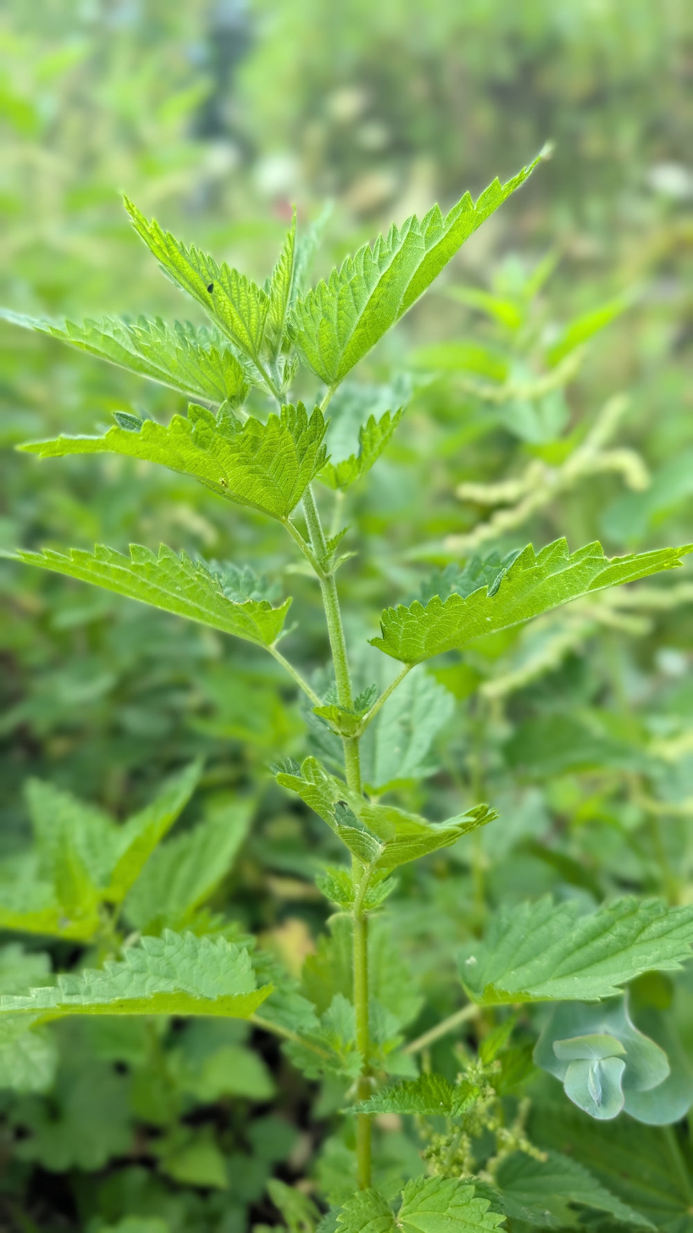 Stinging Nettle