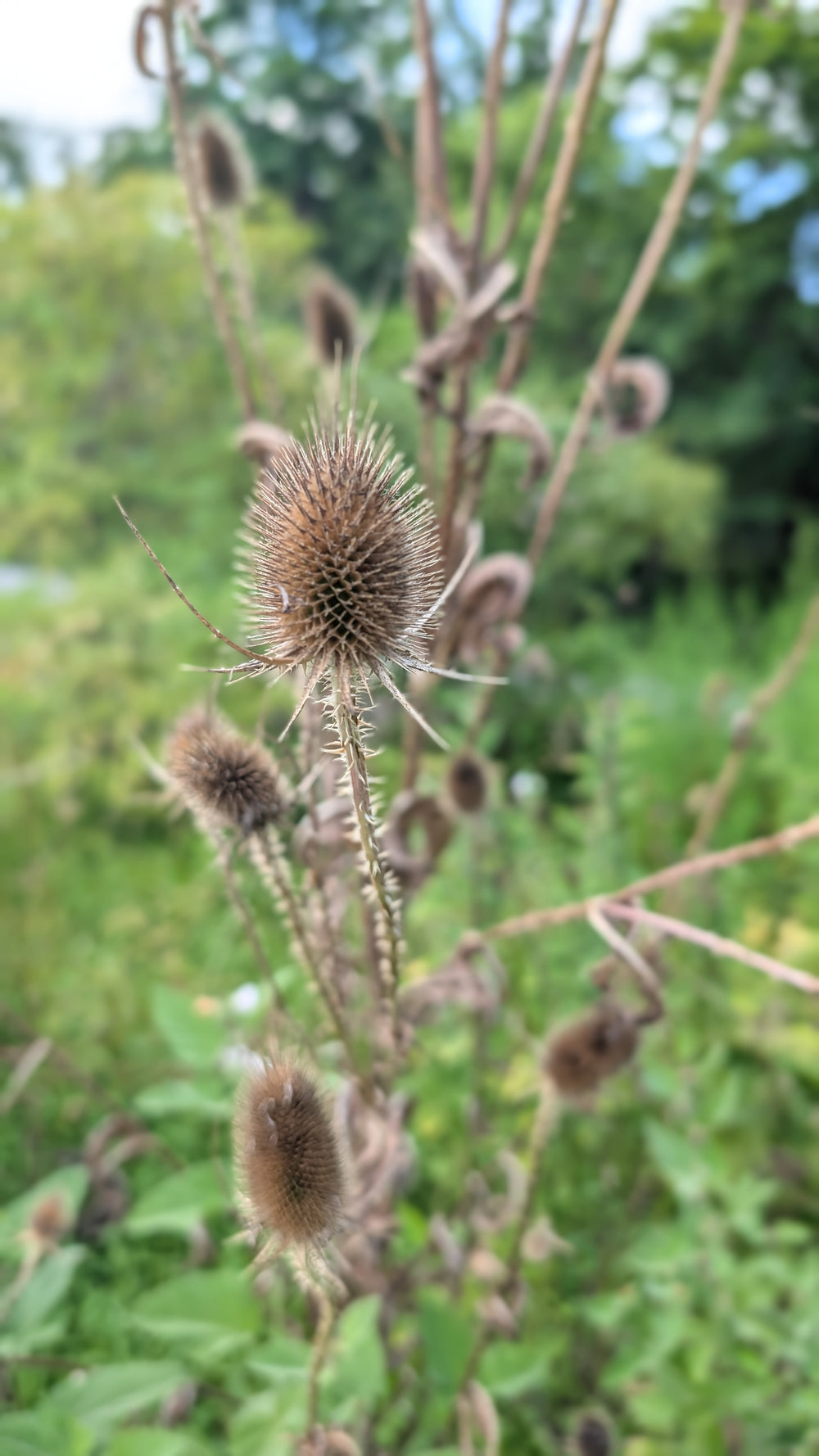 Teasel