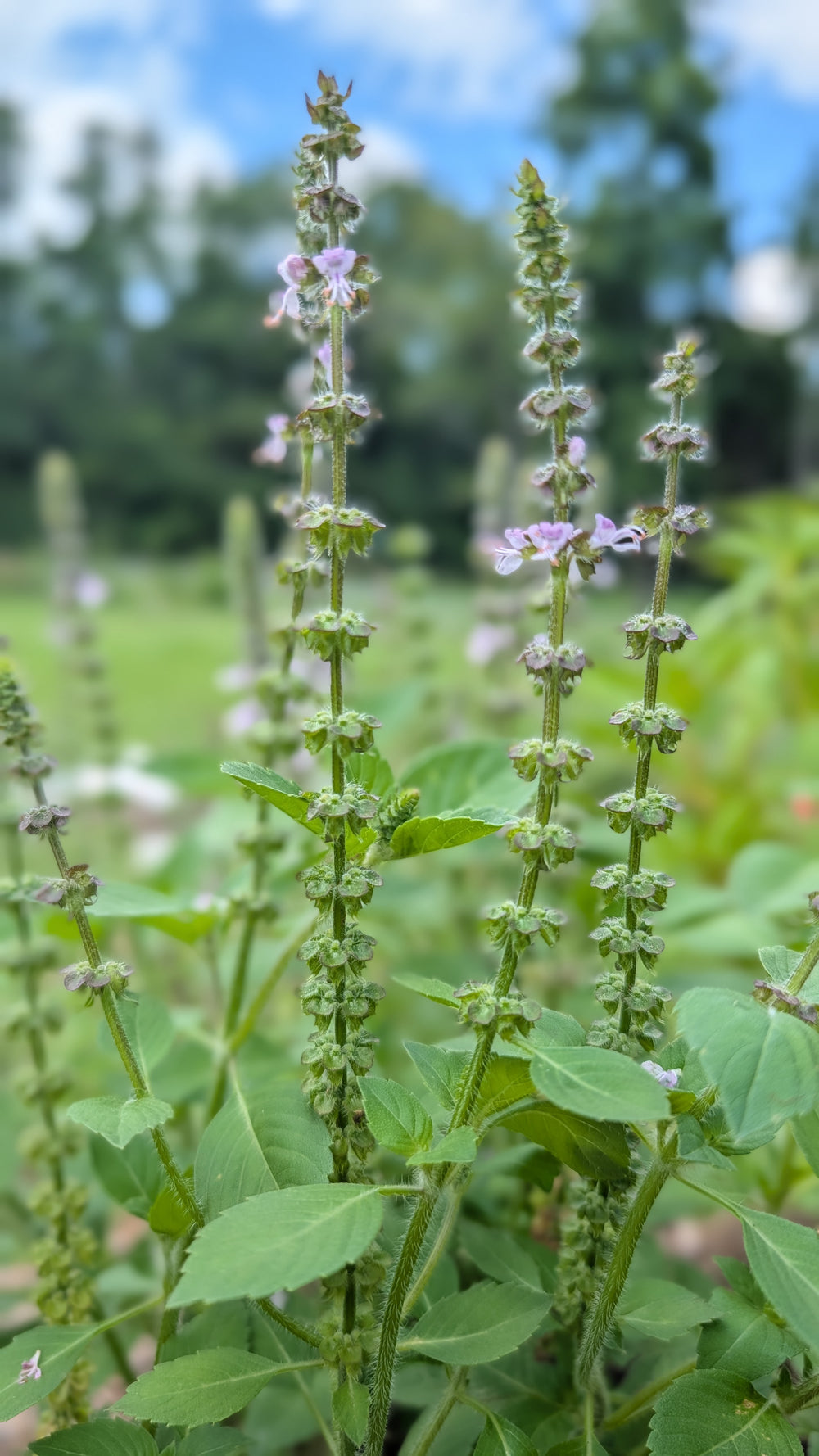 Holy Basil (Tulsi)
