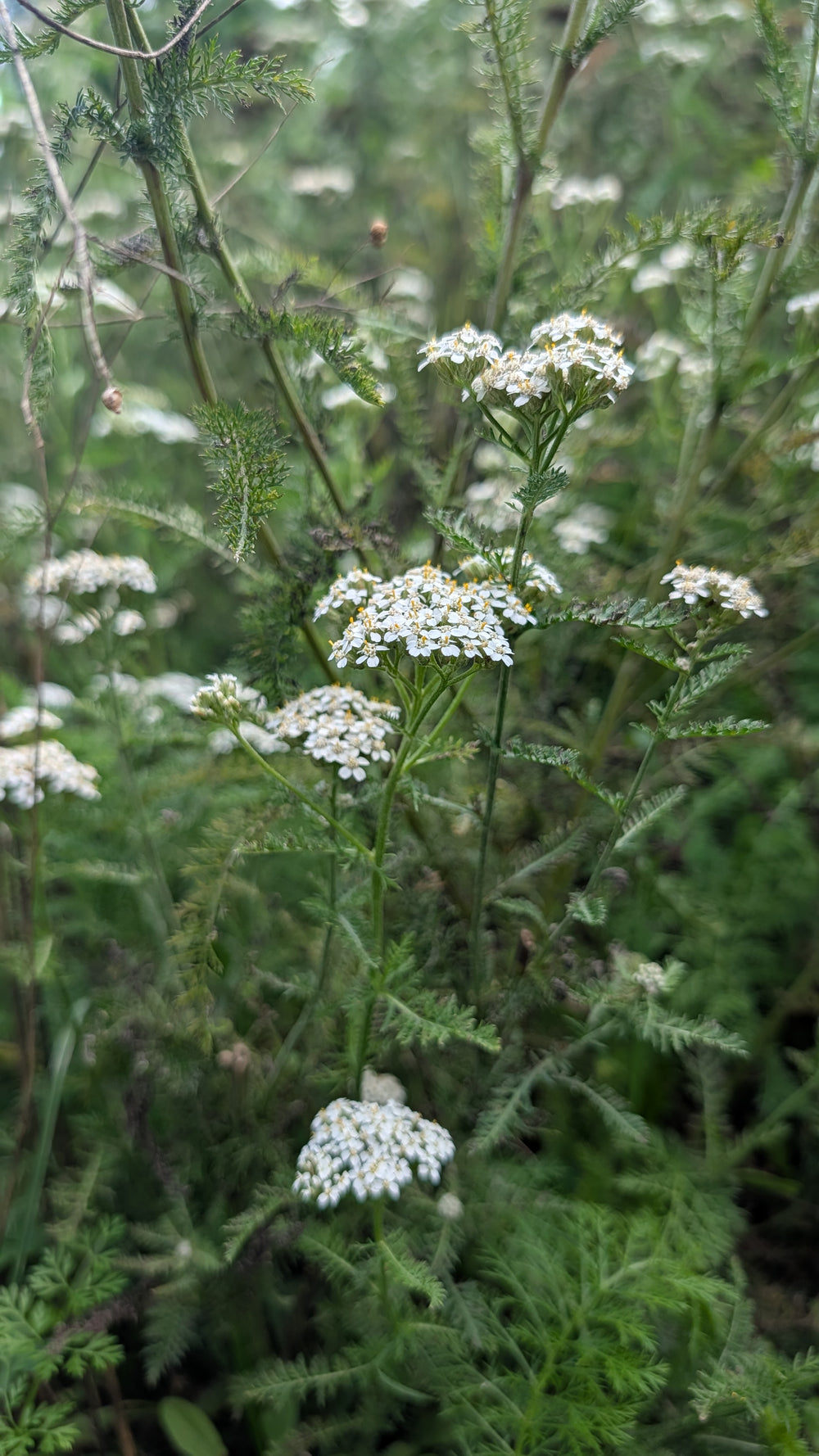 Yarrow Tincture