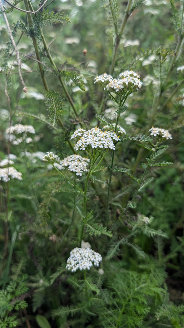 Yarrow Tincture